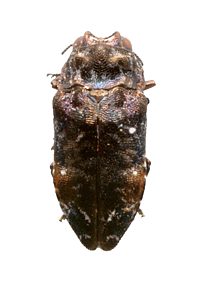 Hypocisseis ornata, SAMA, male, from Amyema sp., (cut from)